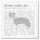 Interluxe Schild 20x20cm Metallschild - Definition Border Collie